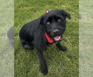 German Wirehaired Pointer-Unknown Mix Dogs for adoption in Newport Beach, CA, USA