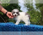Small #4 Poodle (Toy)