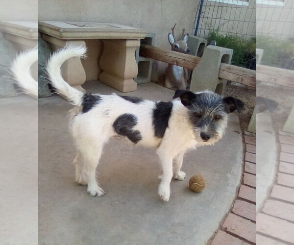 Medium Photo #3 Mutt Puppy For Sale in Apple Valley, CA, USA