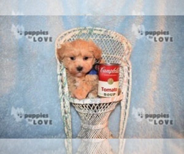 Medium Photo #14 Maltipoo-Poodle (Toy) Mix Puppy For Sale in SANGER, TX, USA