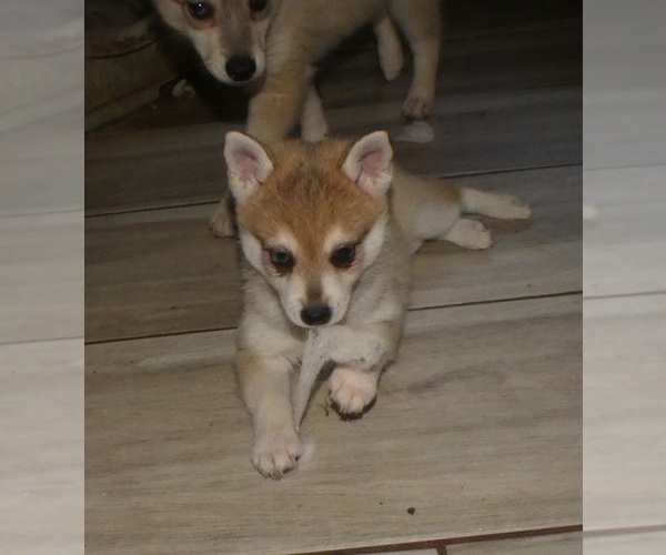 Medium Photo #6 Alaskan Klee Kai-Shiba Inu Mix Puppy For Sale in BANDON, OR, USA