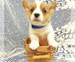 Small Photo #1 Pembroke Welsh Corgi Puppy For Sale in GROVESPRING, MO, USA