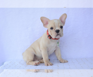 French Bulldog Puppy for sale in HOUSTON, TX, USA