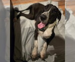 Small #4 Great Dane
