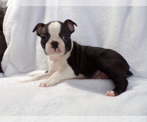 Medium Photo #1 Boston Terrier Puppy For Sale in MONROE, NH, USA
