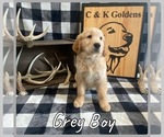 Small Photo #1 Golden Retriever Puppy For Sale in MOULTON, IA, USA
