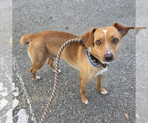 Chihuahua Dogs for adoption in Long Beach, CA, USA