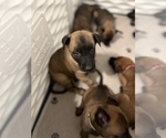 Small Photo #8 Belgian Malinois Puppy For Sale in VALRICO, FL, USA