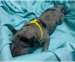 Great Dane Puppy for sale in MARSHVILLE, NC, USA