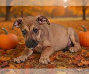 Avalon 26/796 - Female American Pit Bull Terrier-Unknown Mix Dog for Adoption - Photo #3