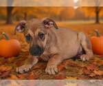 Small Photo #3 American Pit Bull Terrier-Unknown Mix Puppy For Sale in Talladega, AL, USA