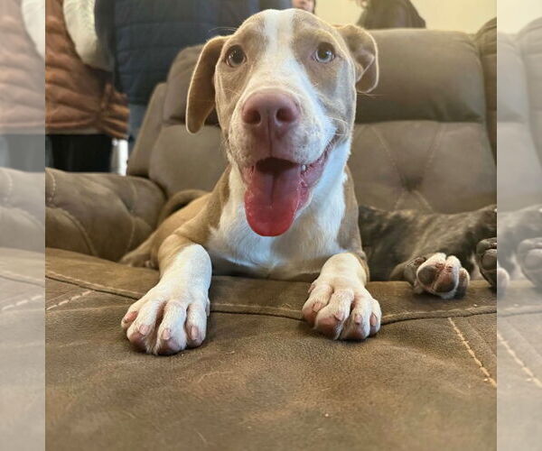 Medium Photo #3 Mutt Puppy For Sale in Canton, CT, USA