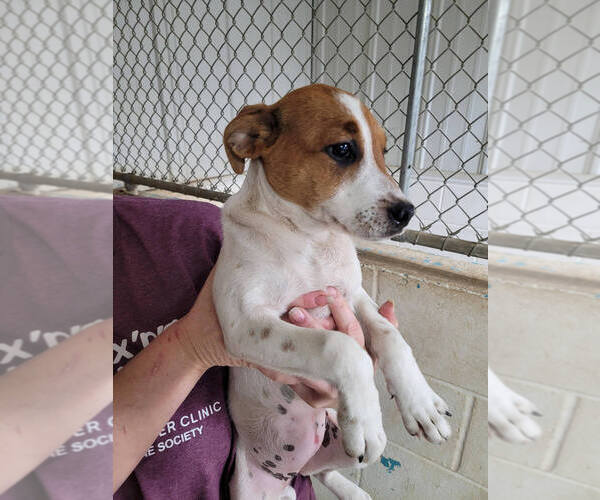 Medium Photo #1 American Pit Bull Terrier-Unknown Mix Puppy For Sale in Linton, IN, USA