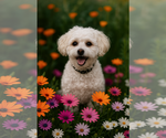 Small Mutt
