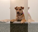 Small #2 American Pit Bull Terrier-Labrador Retriever Mix
