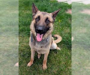 German Shepherd Dog Dogs for adoption in Akron, OH, USA