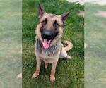 Small German Shepherd Dog