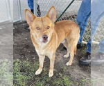 Small Shiba Inu