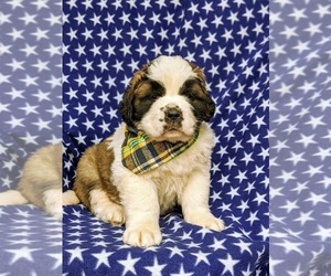 Saint Bernard Puppy for sale in DELTA, PA, USA