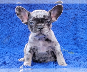 French Bulldog Puppy for sale in BOSTON, MA, USA