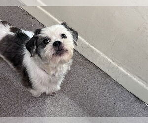 Shih Tzu Dogs for adoption in Pasadena, CA, USA