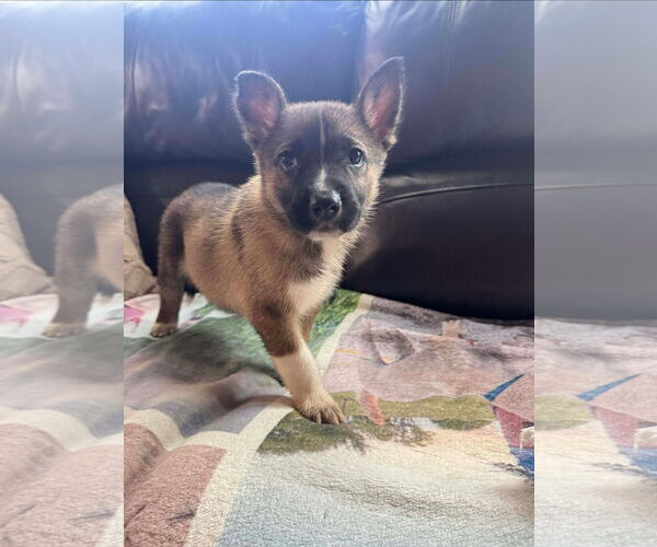 Medium Photo #6 Mutt Puppy For Sale in Rosenberg, TX, USA