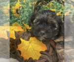 Small #3 Shorkie Tzu
