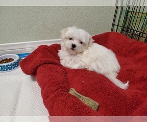 Maltese Puppy for sale in LAS VEGAS, NV, USA