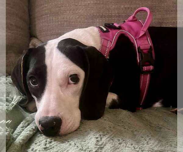 Medium Photo #4  Puppy For Sale in , 