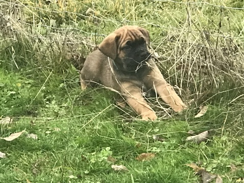 Medium Photo #1 Cane Corso Puppy For Sale in EAGLE POINT, OR, USA