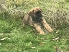 Small Photo #1 Cane Corso Puppy For Sale in EAGLE POINT, OR, USA