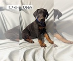 Small #3 Doberman Pinscher