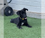 Small Labrador Retriever Mix
