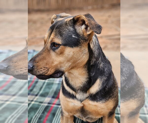 Medium Photo #2 Shepradors Puppy For Sale in LOGANVILLE, GA, USA