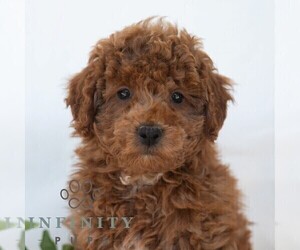 Poochon Puppy for sale in DORNSIFE, PA, USA