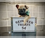 Small Photo #3 French Bulldog Puppy For Sale in ANN ARBOR, MI, USA