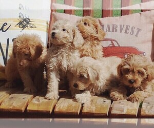 Goldendoodle (Miniature) Puppy for sale in HINCKLEY, MN, USA