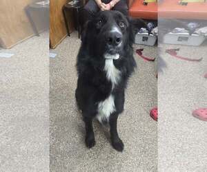 Shollie Dogs for adoption in Martinsburg, WV, USA