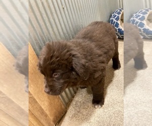 Newfoundland Puppy for sale in MARENGO, WI, USA