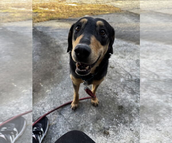 Medium Photo #1 Mutt Puppy For Sale in Hinton, WV, USA