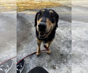 Mutt Dogs for adoption in Hinton, WV, USA