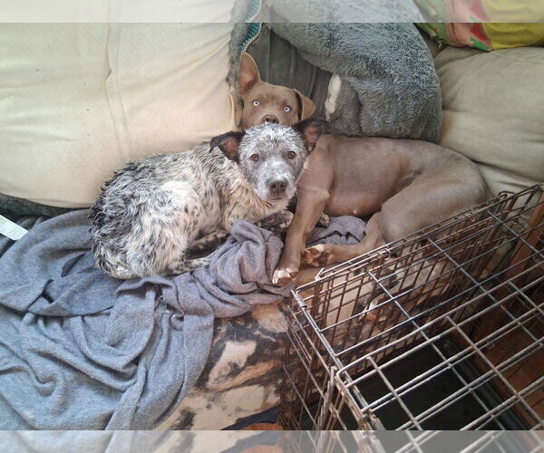 Medium Photo #1 American Pit Bull Terrier Puppy For Sale in Pacific grove , CA, USA