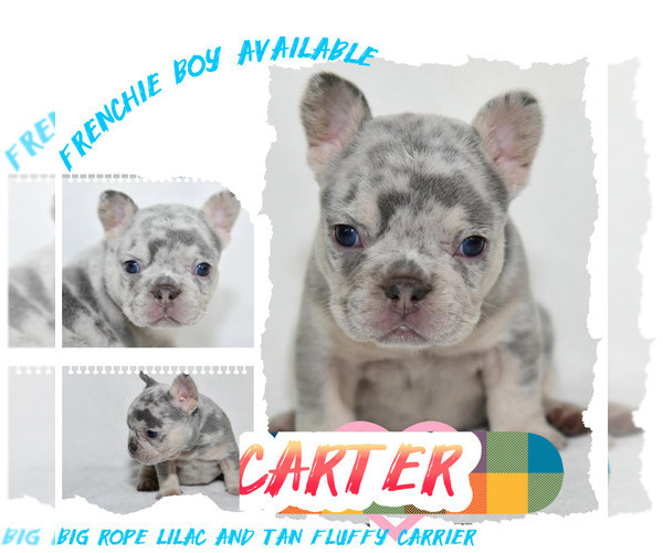 Medium Photo #2 French Bulldog Puppy For Sale in FAYETTEVILLE, NC, USA