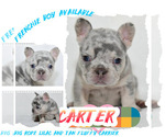 Small #1 French Bulldog