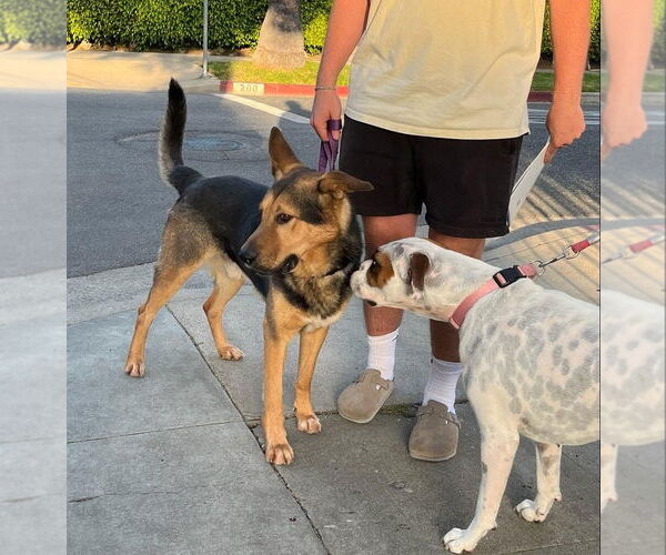 Medium Photo #4 German Shepherd Dog-Unknown Mix Puppy For Sale in Los Angeles, CA, USA