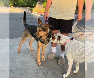Constantine - Male German Shepherd Dog-Unknown Mix Dog for Adoption - Photo #4