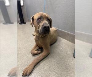 Mastiff-Unknown Mix Dogs for adoption in Las Vegas, NV, USA