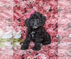 Cocker Spaniel-Poodle (Miniature) Mix Puppy for sale in PEACH BOTTOM, PA, USA