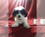 Puppy 1 Poo-Ton