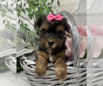 Small Photo #20 Shorkie Tzu Puppy For Sale in SELLERSBURG, IN, USA